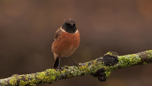 An autumn scene with a male European stonechat (Saxicola rubicola) sitting on a branch and flying away 