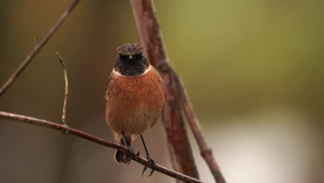 An autumn scene with a male European stonechat (Saxicola rubicola) sitting on a branch