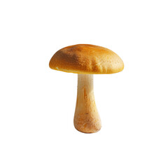 A single mushroom standing out against a transparent background