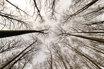 B&auml;ume in der L&auml;nge 1