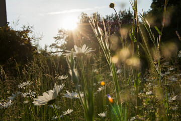 Gänseblümchen im Sonnenlicht