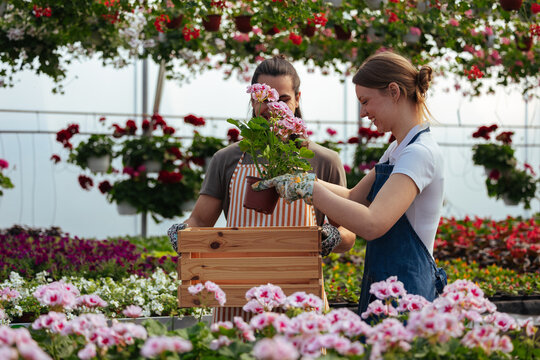 Two people working in a flower garden