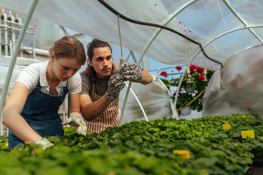 Two workers inspecting seedlings in a greenhouse