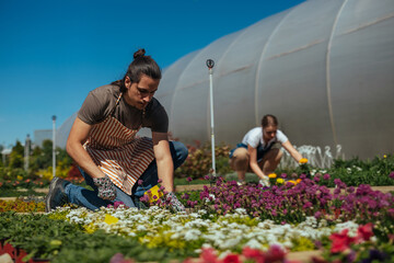Person working among colorful flowers