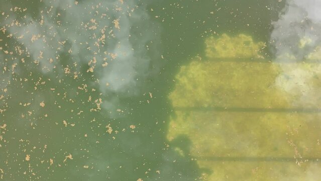 abandoned swimming pool with green dirty water