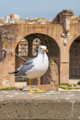 Closeup of a seagull at the Roman Forum