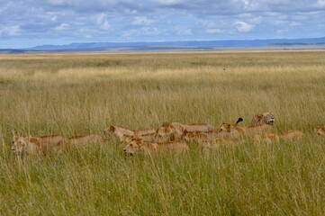 Pride of lions in african savannah grasses in masai mara, kenya
