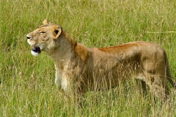 Lioness in the savannah in masai mara, kenya