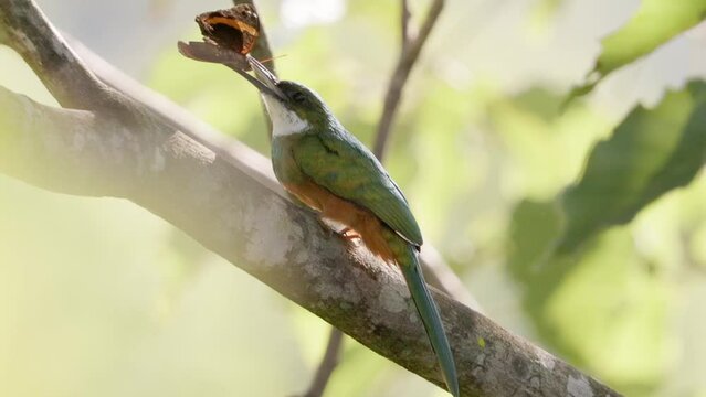 Animal Rufous-tailed Jacamar Bird preying on a butterfly