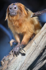 Portrait of a lion tamarin zoo animals