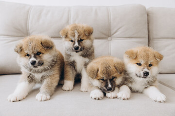 Cute four purebred Japanese Akita Inu puppies on the couch at home comfortably