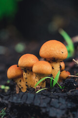 mushrooms in the forest