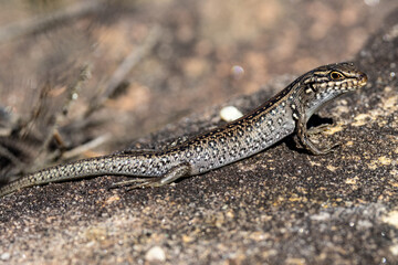 Australian White's skink basking on sandstone rock