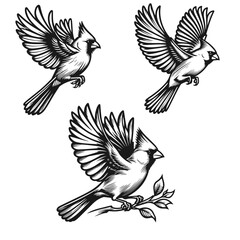 Retro Drongo Bird Silhouettes, Vintage Vector Drongo Illustration, Classic Drongo Silhouettes, intage Drongo Silhouette Art, Black and White Drongo Illustration, Vintage Drongo Silhouette Art