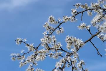 premières fleure du printemps sur les arbres