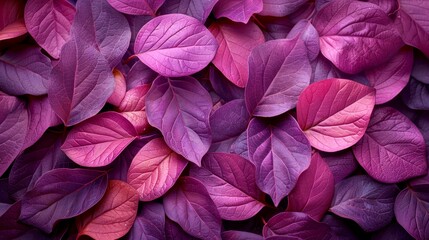   A single pile of intermixed purple and red leaves atop another pile of the same
