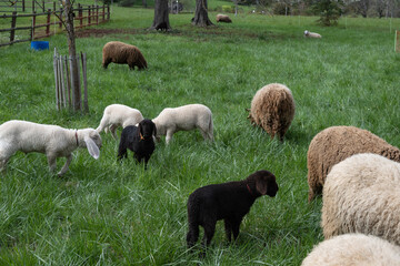 Troupeau de moutons au pâturage, Genève , Suisse