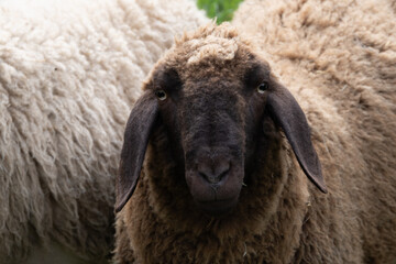 Naklejka premium portrait d'un mouton beige avec tête noire