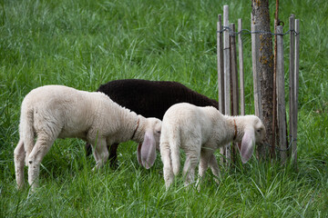 jeune agneau au pâturage