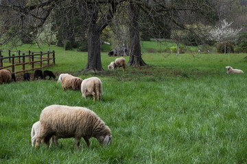 Troupeau de moutons au pâturage, Genève , Suisse