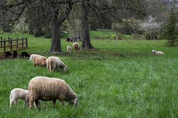 troupeau de moutons au pâturage