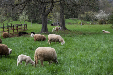 troupeau de moutons au pâturage