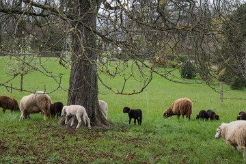Troupeau de moutons au pâturage, Genève , Suisse