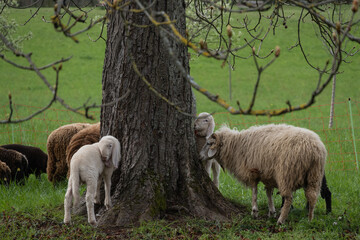 Obraz na płótnie Canvas Joli troupeau de moutons au pâturage