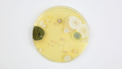 Mould test petri dish agar plate culture medium with different white and green spore colonies, white background (focus on center)