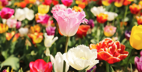 Field with varitey different colorful blooming tulip flowers (Focus on pink flower in center -...