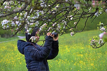 boy photographing a blooming apple tree