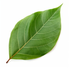 Obraz premium beautiful leaf of a large ficus on a white background сreated with Generative Ai