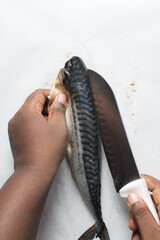 Overhead view of raw mackerel fish being filleted on parchment, filleted scomber fish on white...