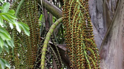 buriti palm tree in close up