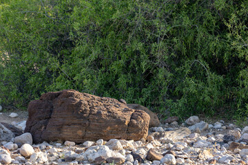 Serene desert landscape with ancient log, Ranikot, Sindh, Pakistan