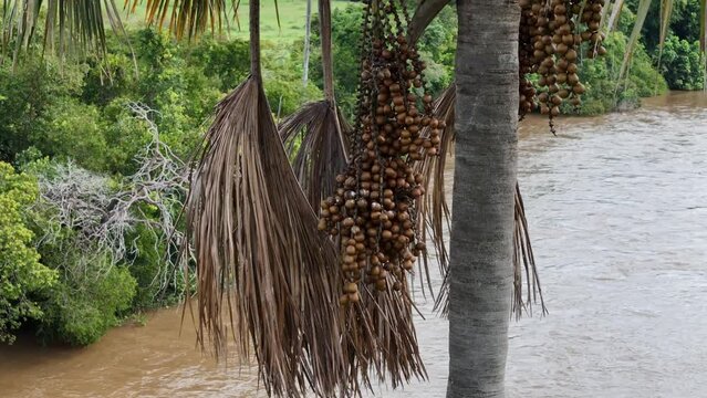 fruits of the buriti palm tree