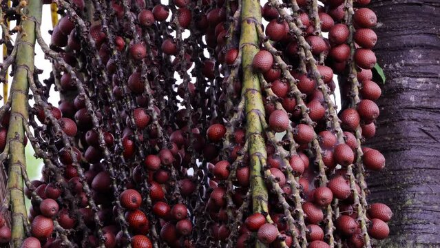 buriti palm tree in close up