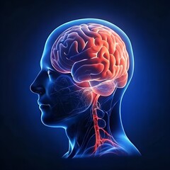 3d Human Brain on blue background.
