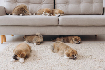 Cute seven purebred Japanese Akita Inu puppies on the couch at home comfortably