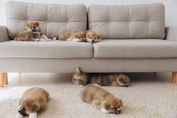 Cute seven purebred Japanese Akita Inu puppies on the couch at home comfortably