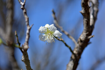 金獅子　梅の花