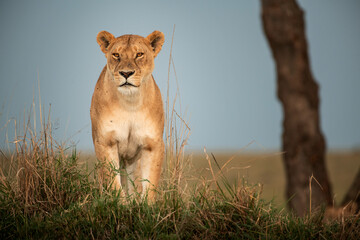 Lioness standing on the grass, Maasai Mara, Kenya