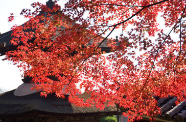 秋の善峯寺　多宝塔と紅葉　京都市西京区