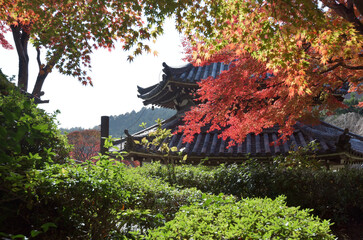 秋の善峯寺　経堂と紅葉　京都市西京区