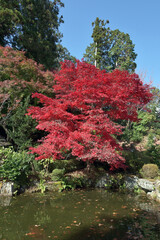 秋の善峯寺　蓮華寿院旧跡庭の紅葉　京都市西京区