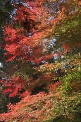秋の善峯寺　境内の紅葉　京都市西京区