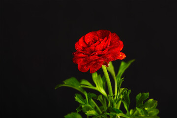 red flower with green leaves on black background
