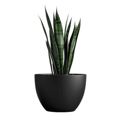 A sleek black pot with a snake plant adds a stylish touch to outdoor decor standing out against a transparent background