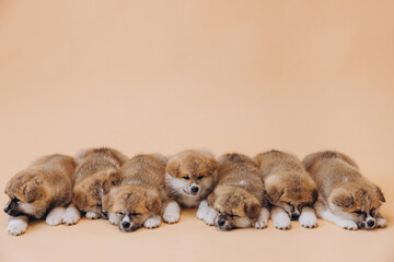 Several Akita Inu puppies are sitting nearby, many puppies, banner, concept: breeding and selling...