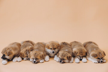 Several Akita Inu puppies are sitting nearby, many puppies, banner, concept: breeding and selling puppies Akita-Inu